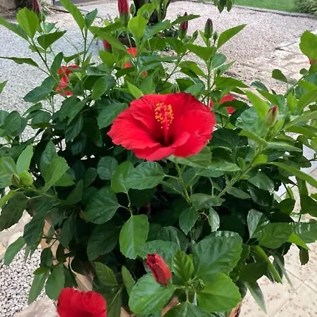 Casa Degli Ulivi - Turistico *